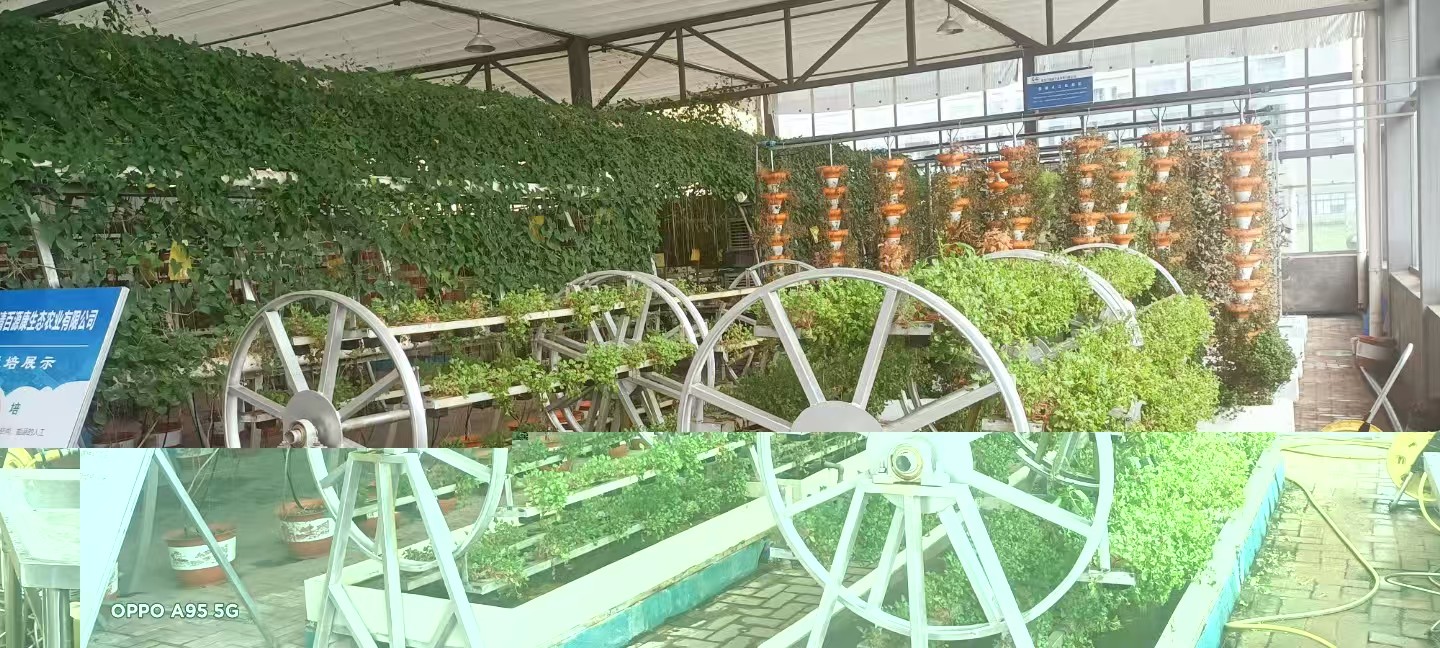 1765729066127029.jpg mmexport1765728973516.jpg